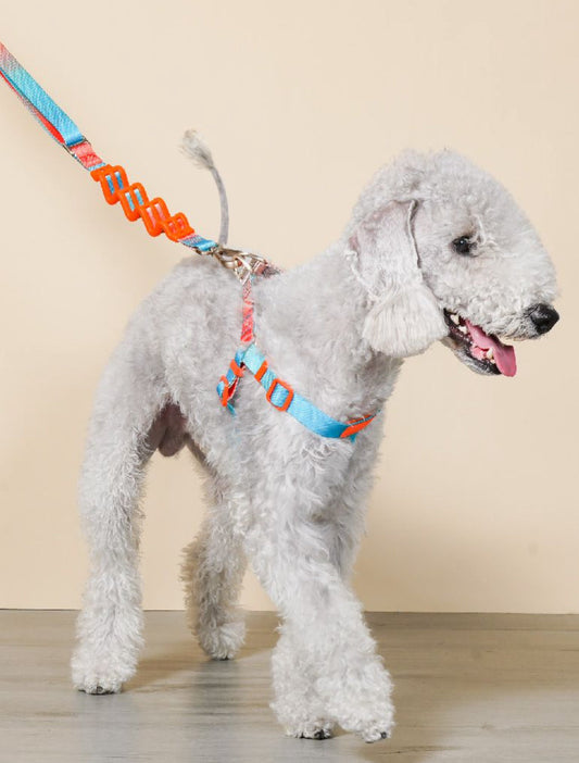 Tail-Wagging Essentials: Dog Harnesses, Leashes, and Toys Your Pup Will Love