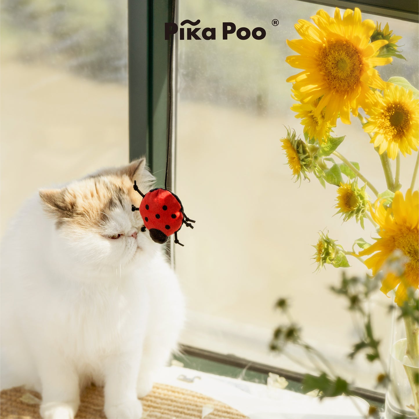 Cat teaser - Ladybug