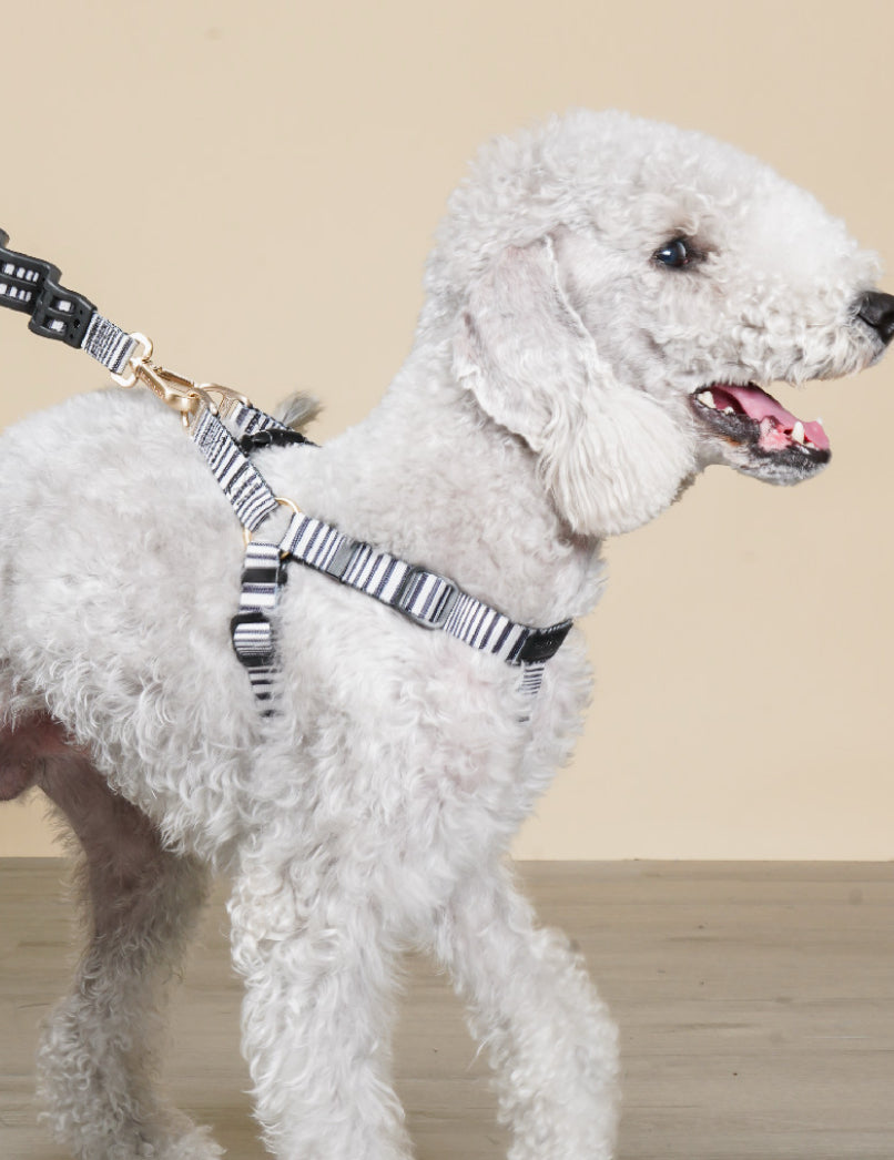 Dog Harness - Seine