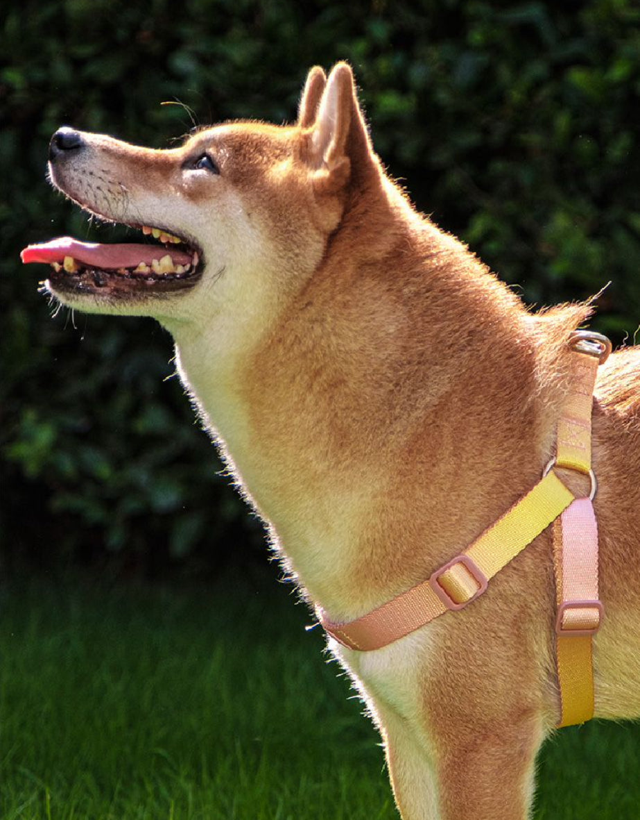 Dog Harness - Blossom