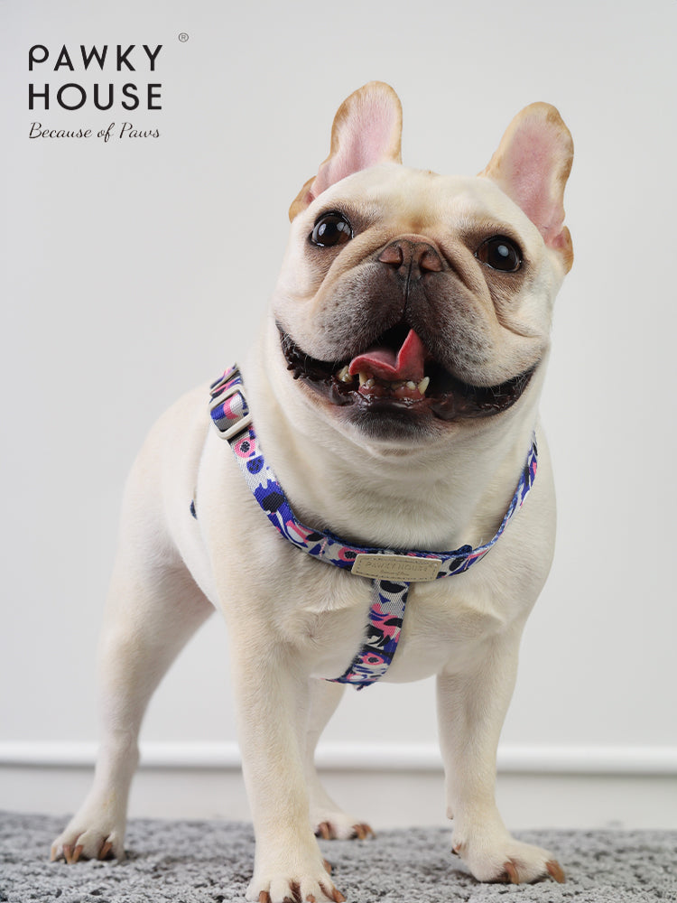 Harness & Leash Set - Dream Chase