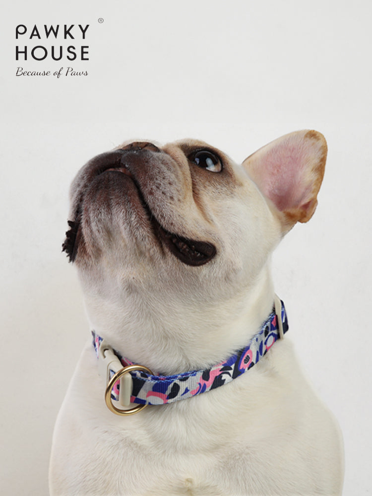 Dog Collar- Dream Chase