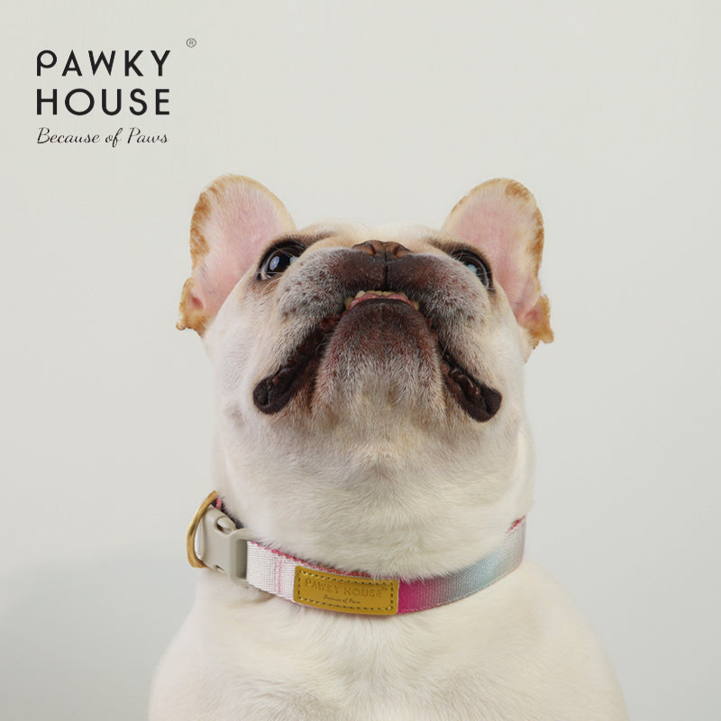 Collar & Leash Set - Cloudy Bay