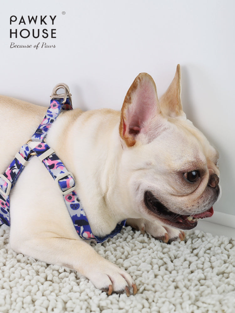 Harness & Leash Set - Dream Chase